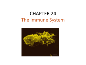 CHAPTER 24 The Immune System