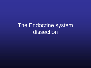 The Endocrine system dissection