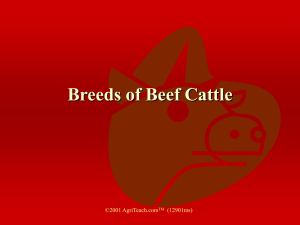 Beef Breeds