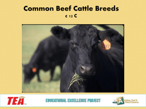 Breeds of Beef Cattle PPT