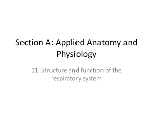 11. Structure and function of the respiratory system