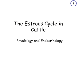The Estrous Cycle in Cattle