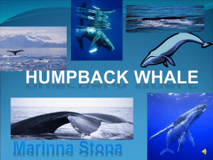 Marinna S.-Humpback Whale