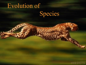 The Pattern of Evolution