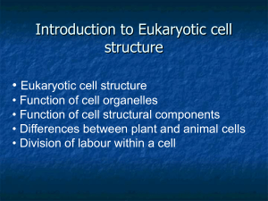 Rough and smooth Endoplasmic Reticulum