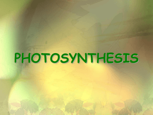 Photosynthesis - Somerset Academy