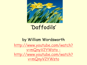 'Daffodils'