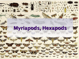 Myriapods, Hexapods