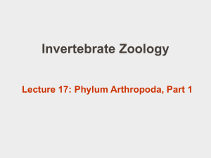 PowerPoint 17: Arthropoda 1