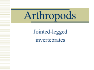 Arthropods - Cloudfront.net