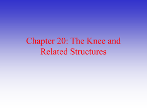 Chapter 20: The Knee and Related Structures