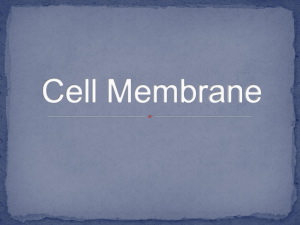 Cell Membrane Processes