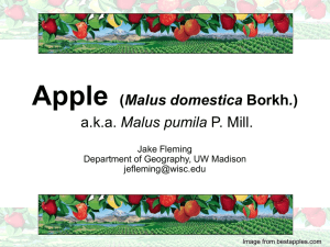 Apple - Department of Botany