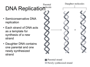 DNA replication sequencing PCR
