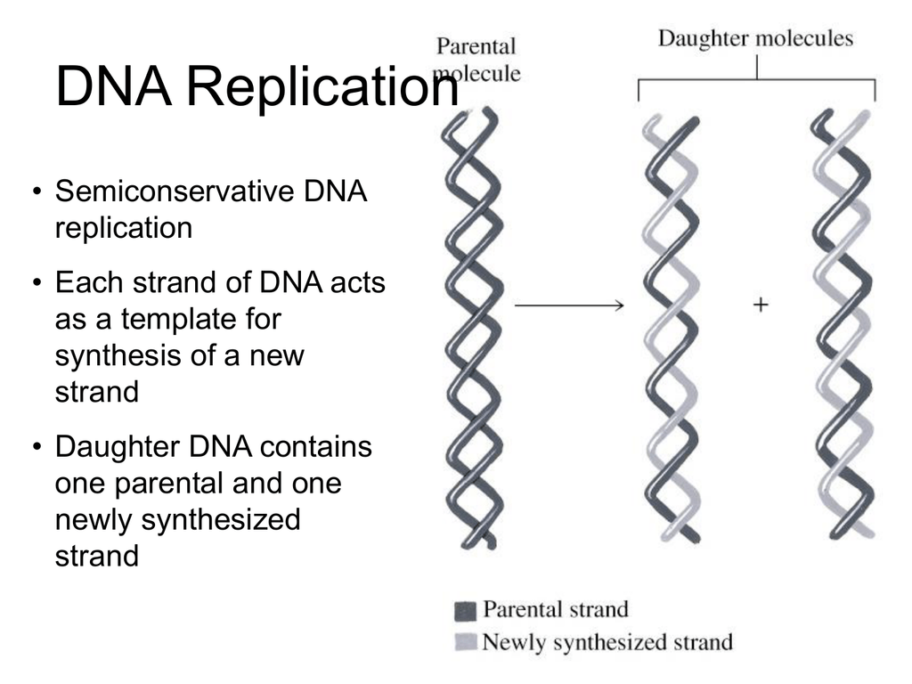 Replicate forf face to many. DNA Replication. DNA Replication presentation. DNA Replication bioninja. Semiconservative.