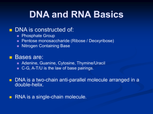 Biology 4.4 DNA Replication