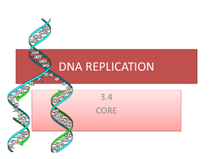 dna replication - Bioenviroclasswiki