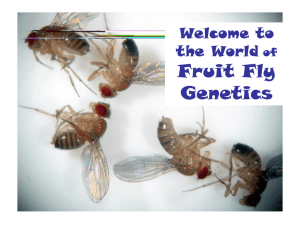 Powerpoint Fruit fly genetics