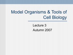 What is a Model Organism?