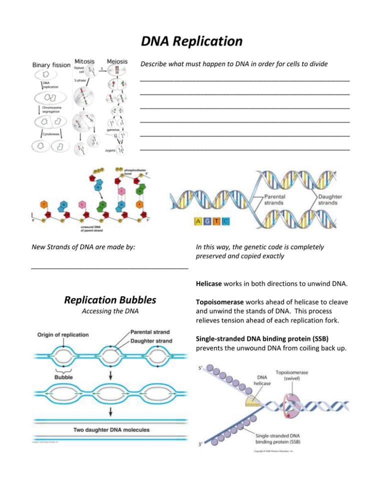 DNA, Genes & Chromosomes Overview