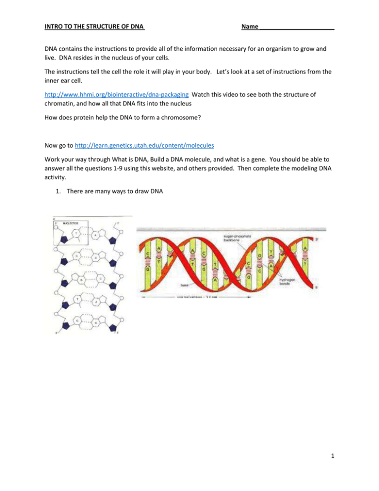 INTRO TO THE STRUCTURE OF DNA Name DNA contains the