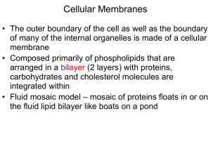Cellular Membranes