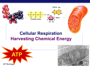 Cellular Respiration Harvesting Chemical Energy