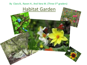 File - Schoolyard Habitat Garden
