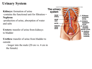 to find the lecture notes for lecture 18 Urinary system click here