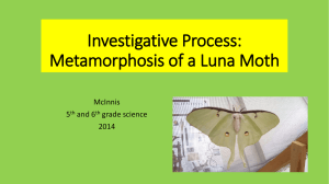 Investigative Process: Metamorphis of a Luna Moth