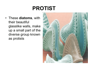 PROTIST