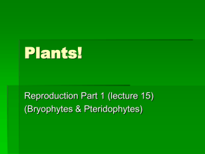 Plants! - AP Biology with Ms. Costigan