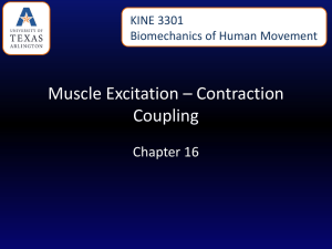 Muscle Excitation – Contraction Coupling