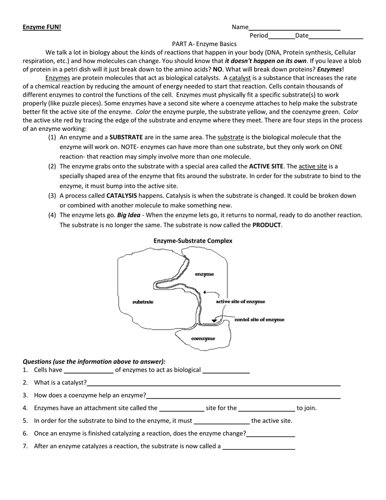 Enzyme Worksheet Biology Answers Promotiontablecovers