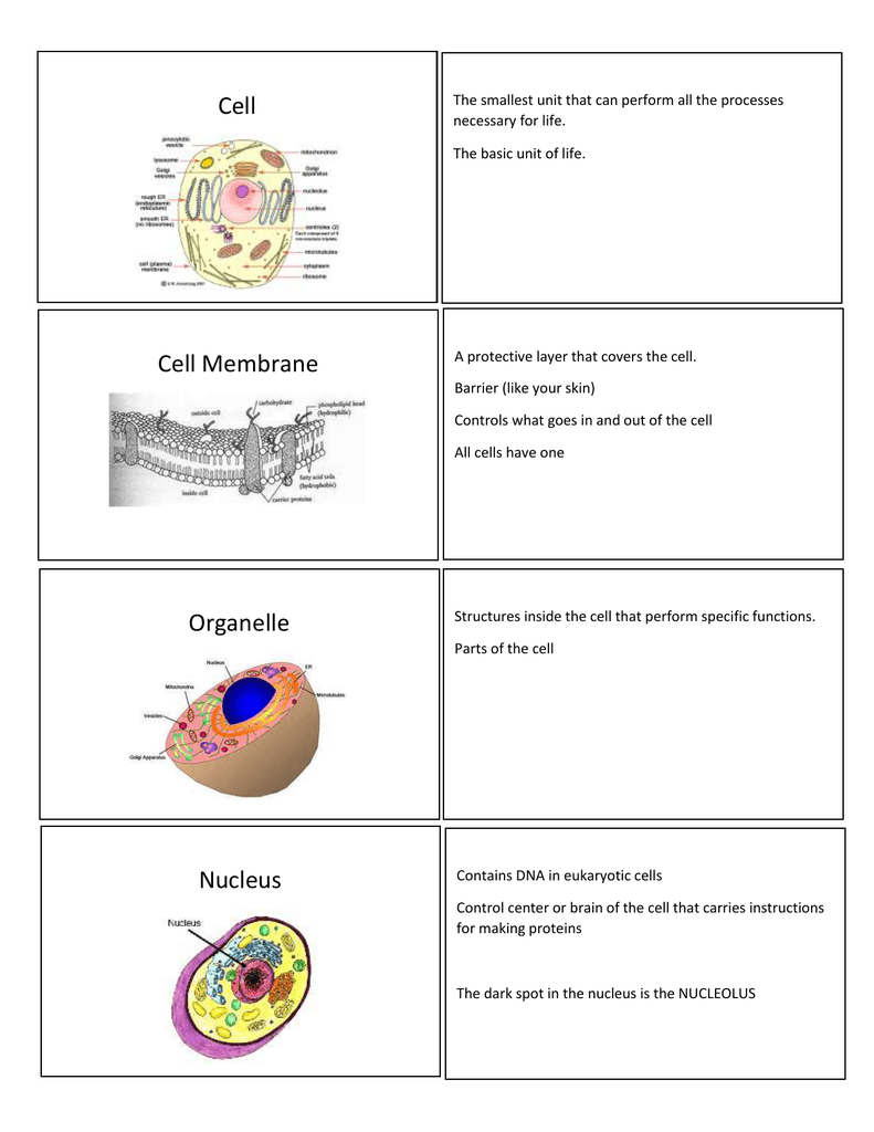 Gcse Biology Revision Flashcards Cell Structure And T Vrogue Co