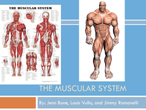 The MUSCULAR SYSTEM
