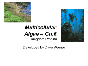 Algae - MATES-Biology-I