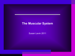 Functions of the muscular system