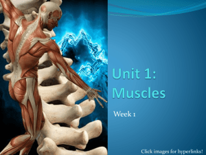 Muscles - U