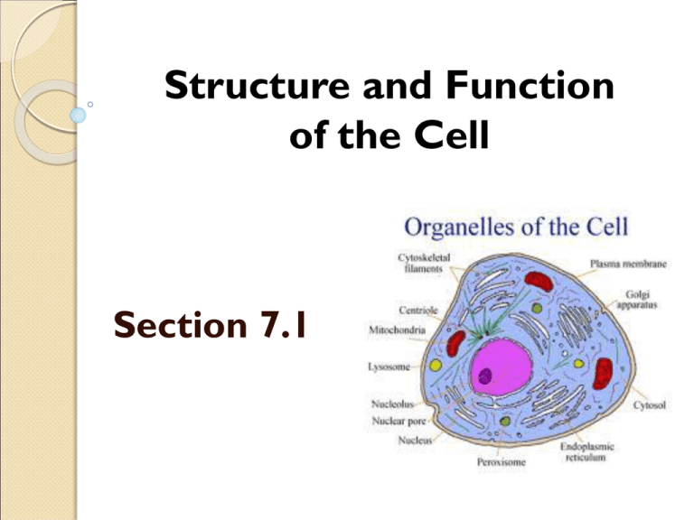 Chapter 4: Structure and Function of the Cell…