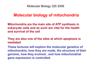 Mitochondrial Inheritance - ARC Centre of Excellence in Plant