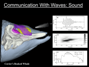 Communication With Waves: Sound Cuvier's Beaked Whale