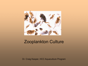 Zooplankton Culture