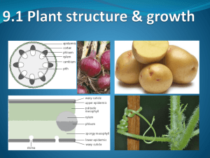 9.1 - Plant structure & growth