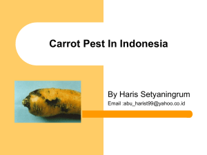 Carrot Pest In Indonesia