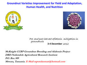 Improved groundnut varieties