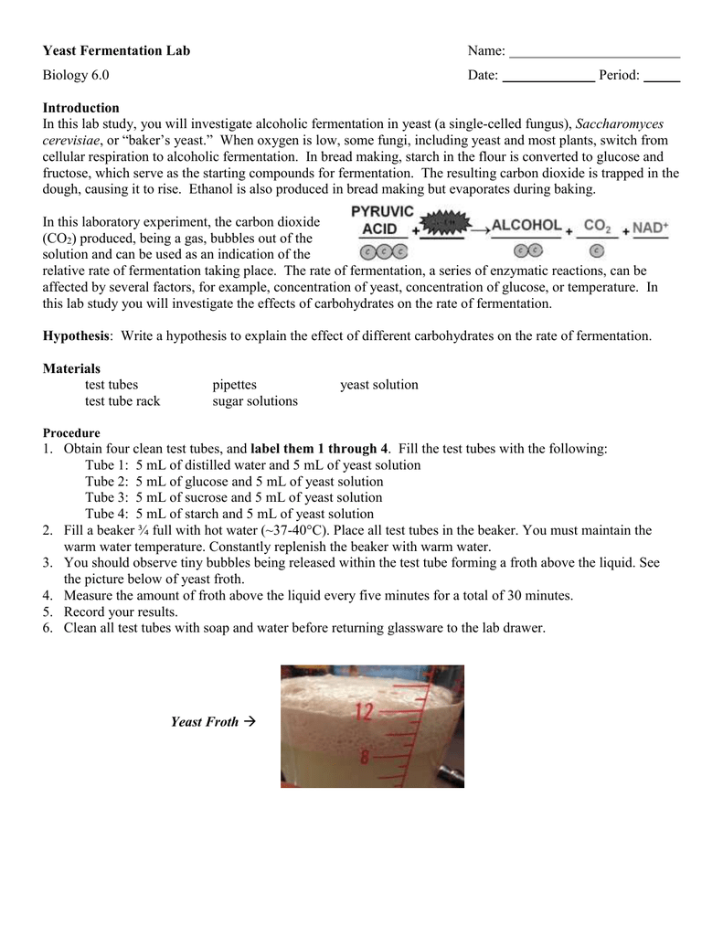 yeast-fermentation-lab