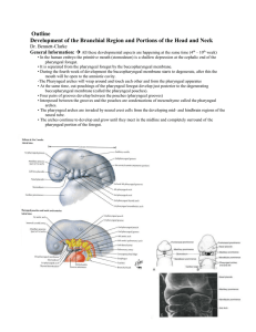 Development of the Branchial Region & Portions of the Head and