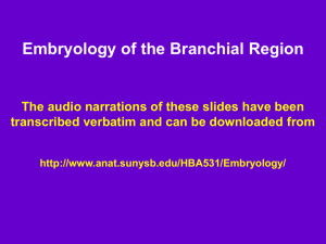 Embryology of the Branchial Region - Stony Brook University School