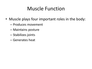 Muscle Function